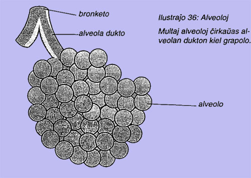 Alveoloj