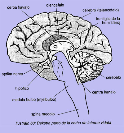 Dekstra parto de la cerbo de interne vidata