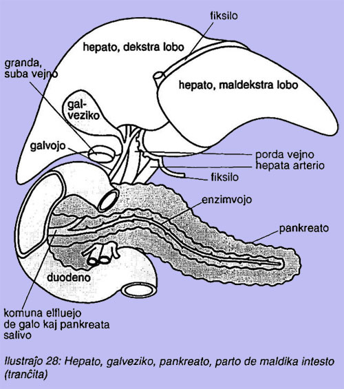 Hepato, galveziko, pankreato, parto de maldika intesto