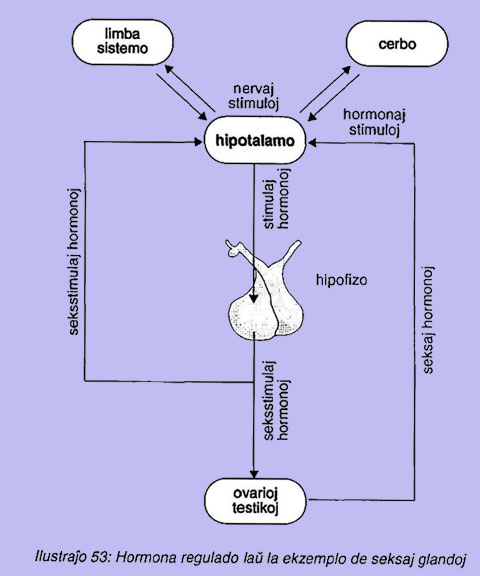 Hormona regulado lau la ekzemplo de seksaj glandoj