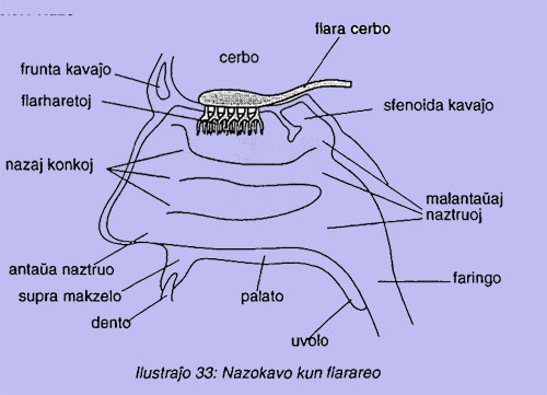 Nazokavo kun flarareo