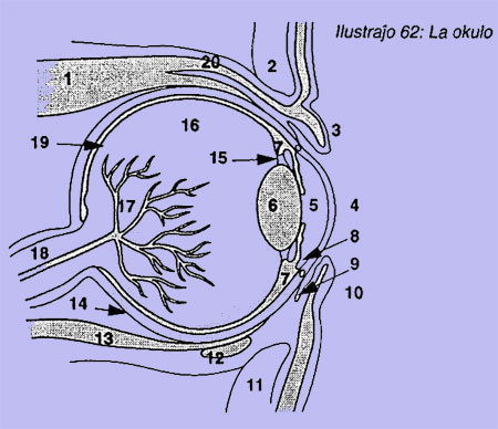 La okulo