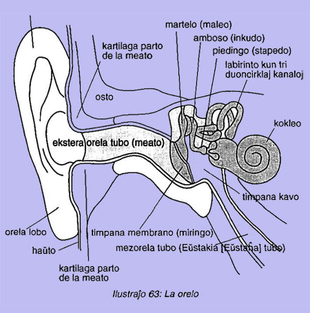 La orelo