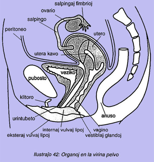 Organoj en la virina pelvo