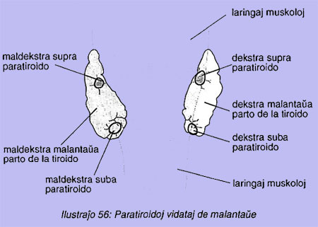 Paratiroidoj vidataj de malantaŭe