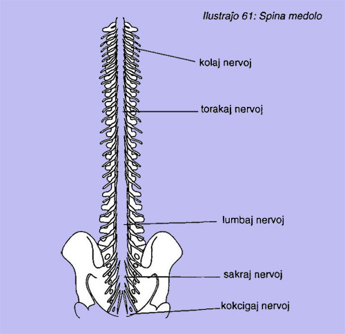 Spina medolo