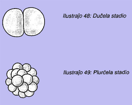 Duöela stadio; Plurĉela stadio