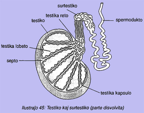 Testiko kaj surtestiko (parte disvolvita)