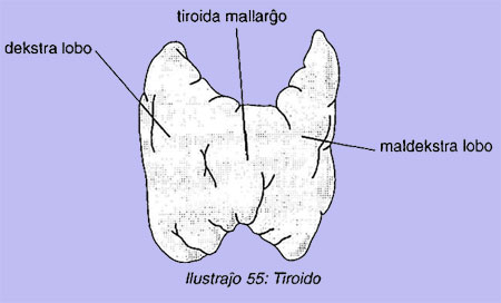 Tiroido