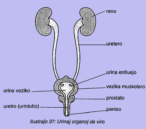 Urinaj organoj de viro