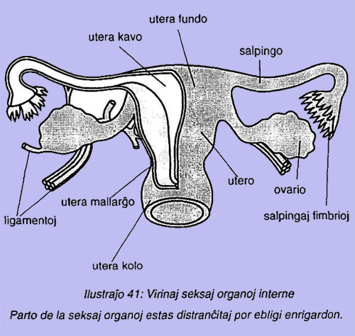 Virinaj seksaj organoj interne